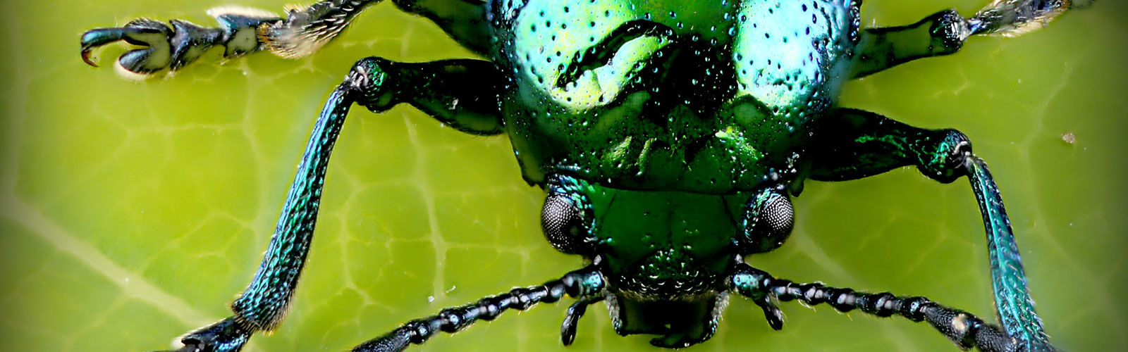 Bild von einem grünschimmernden Käfer auf einem Blatt