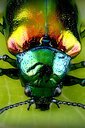 grünschimmernder Käfer